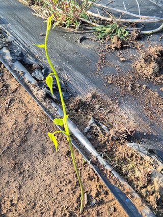 김영진(전남영광)님의 자유주제 · 자유게시판 작성글 사진