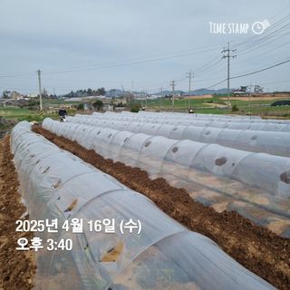 민들레님의 자유주제 · 자유게시판 작성글 사진