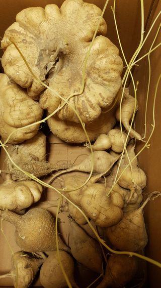 김지영님의 농사, 무엇이든 물어보세요! · 참여글 작성글 사진