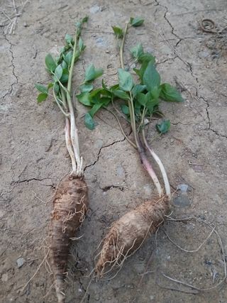 인생은 소풍처럼님의 자유주제 · 자유게시판 작성글 사진