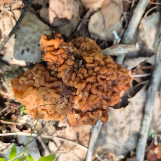 약초꾼님의 자유주제 · 자유게시판 작성글 사진