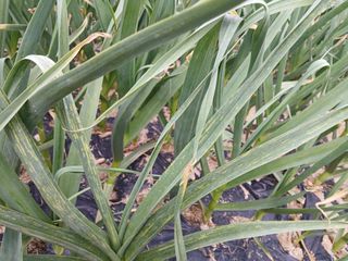 할아버지초보농사꾼님의 농사, 무엇이든 물어보세요! · 참여글 작성글 사진