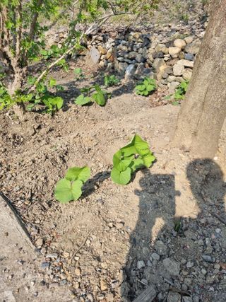 김용대님의 자유주제 · 자유게시판 작성글 사진