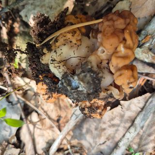 약초꾼님의 자유주제 · 자유게시판 작성글 사진