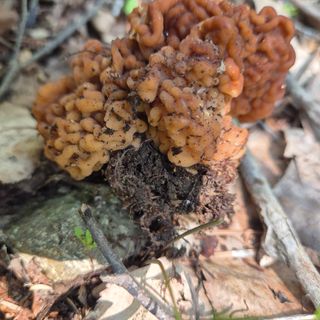 약초꾼님의 자유주제 · 자유게시판 작성글 사진