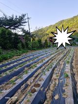 팜모닝 🌱내 작물 자랑하기!·참여글 게시글 이미지