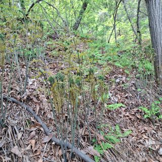 오영도님의 자유주제 · 자유게시판 작성글 사진