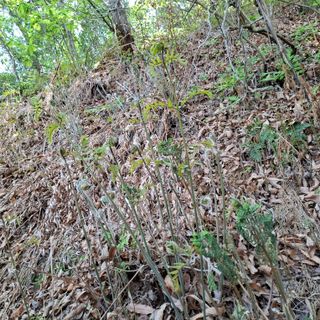 오영도님의 자유주제 · 자유게시판 작성글 사진