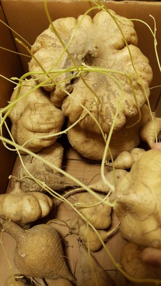 김지영님의 농사, 무엇이든 물어보세요! · 참여글 작성글 사진