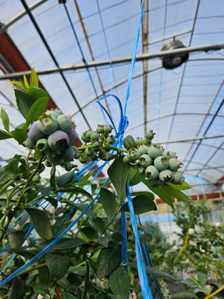 제주 지안이네농장님의 자유주제 · 자유게시판 작성글 사진