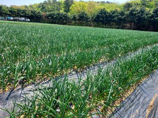 태일농산이정수님의 자유주제 · 자유게시판 작성글 사진