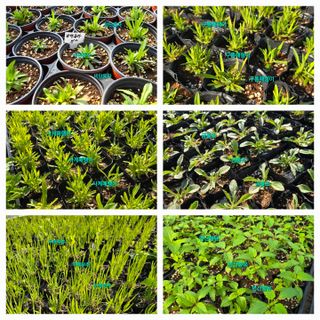 약초원 김종군님의 자유주제 · 자유게시판 작성글 사진