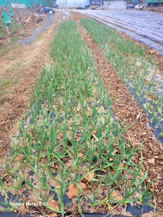 건달 농장(최승혁)님의 자유주제 · 자유게시판 작성글 사진