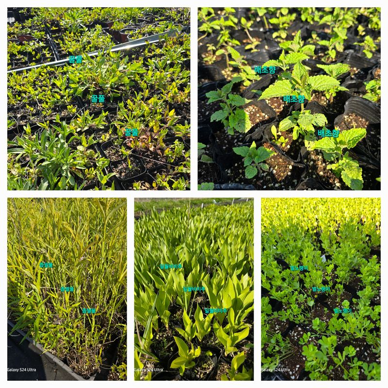 약초원 김종군님의 장터 판매 상품 [자생식물 모종13종류 1선택] 첨부 사진