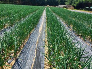 태일농산이정수님의 자유주제 · 자유게시판 작성글 사진