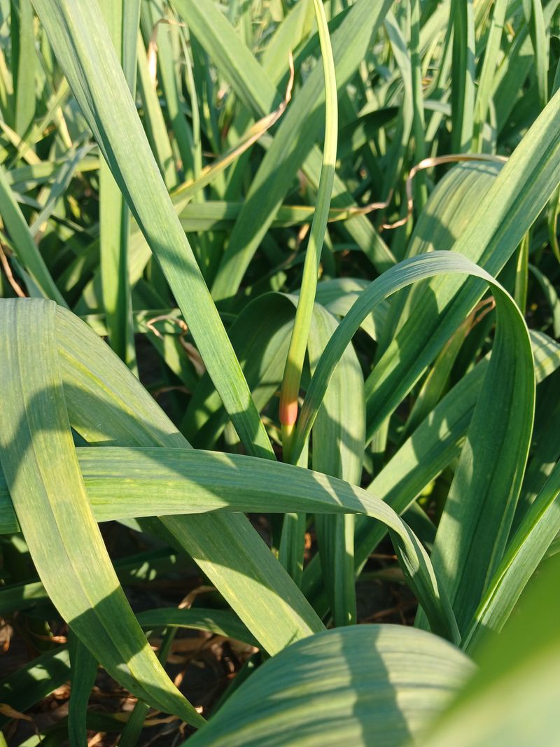 이혜란님의 장터 판매 상품 [햇마늘쫑 1키로] 첨부 사진