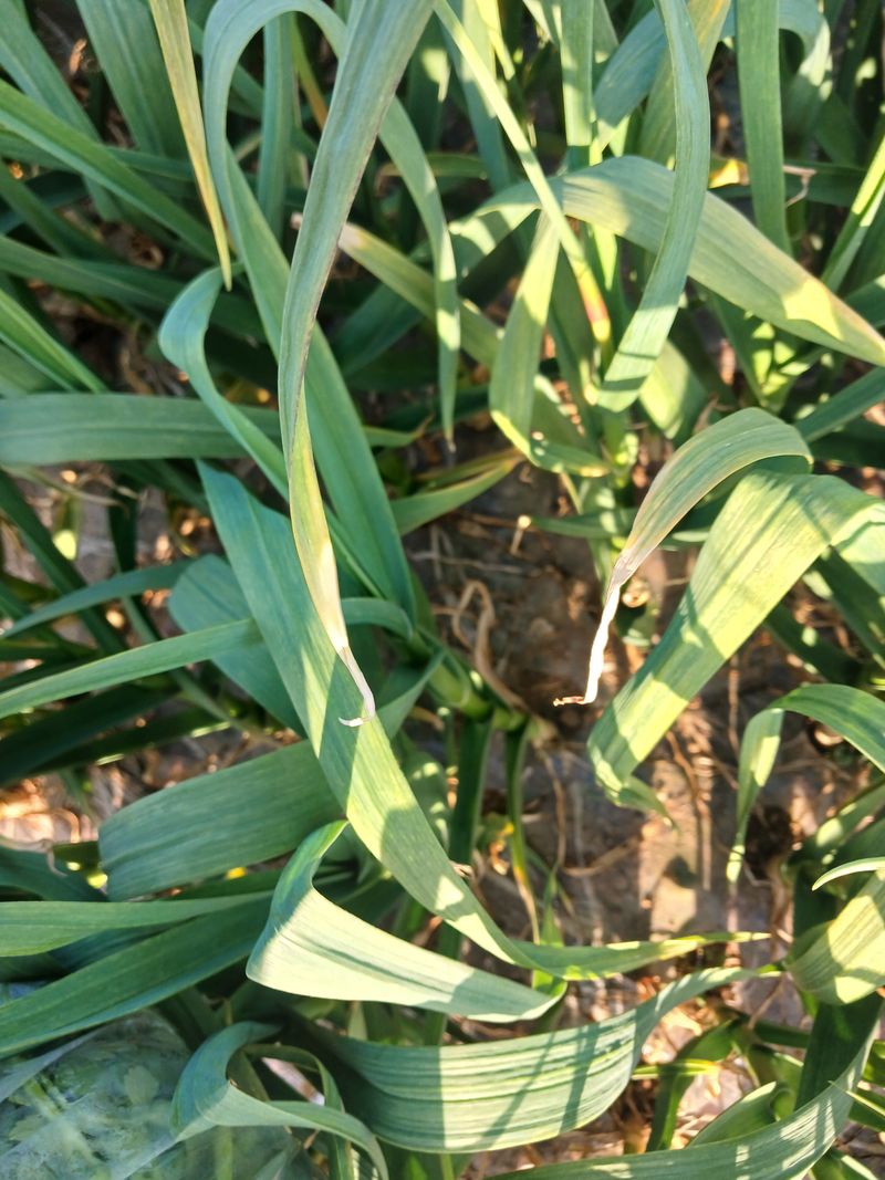 이혜란님의 장터 판매 상품 [햇마늘쫑 1키로] 첨부 사진