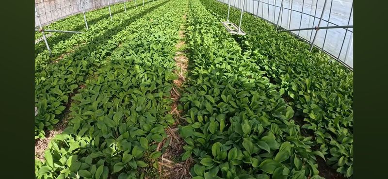 장터 상품 [10년이상 명이(산마늘)모종] 썸네일