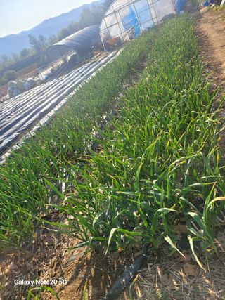 건달 농장(최승혁)님의 자유주제 · 자유게시판 작성글 사진