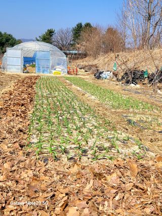 건달 농장(최승혁)님의 자유주제 · 자유게시판 작성글 사진