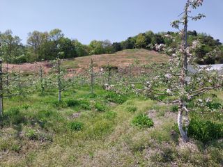 시골살이님의 자유주제 · 자유게시판 작성글 사진