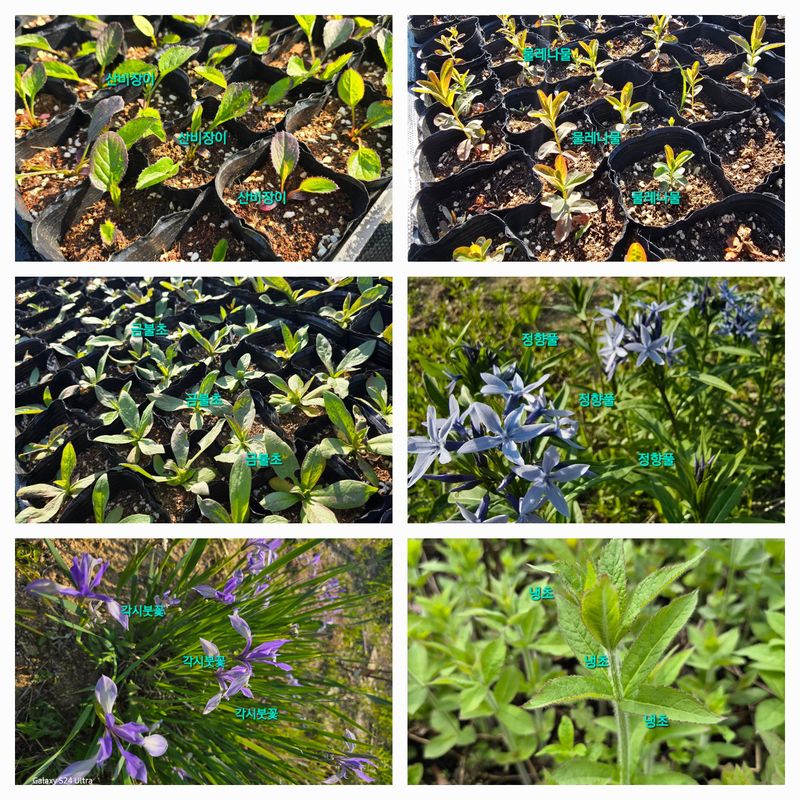 약초원 김종군님의 장터 판매 상품 [자생식물 모종13종류 1선택] 첨부 사진