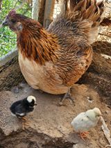 팜모닝 자유주제·자유게시판 게시글 이미지