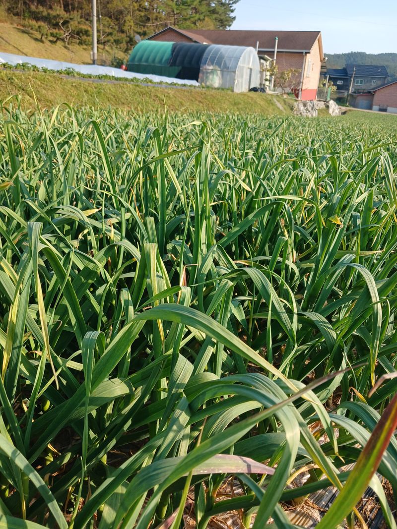 이혜란님의 장터 판매 상품 [햇마늘쫑 1키로] 첨부 사진