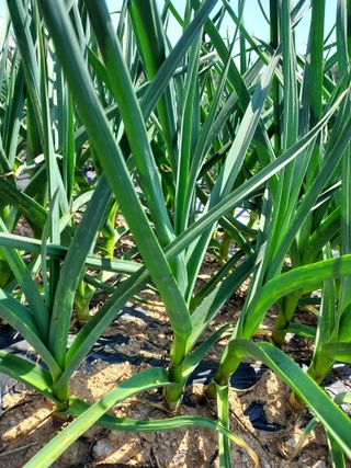 태일농산이정수님의 자유주제 · 자유게시판 작성글 사진