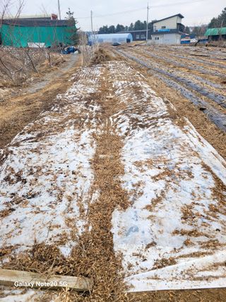 건달 농장(최승혁)님의 자유주제 · 자유게시판 작성글 사진