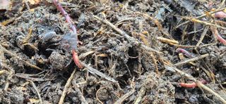 달맛햇복숭아농원님의 자유주제 · 자유게시판 작성글 사진