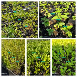 약초원 김종군님의 자유주제 · 자유게시판 작성글 사진