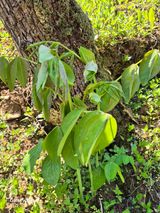 팜모닝 농사, 무엇이든 물어보세요!·참여글 게시글 이미지