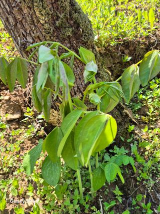 김정술님의 농사, 무엇이든 물어보세요! · 참여글 작성글 사진