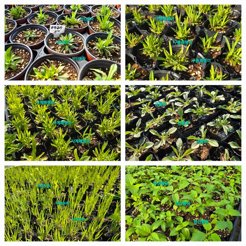 약초원 김종군님의 장터 판매 상품 [자생식물 모종13종류 1선택] 첨부 사진