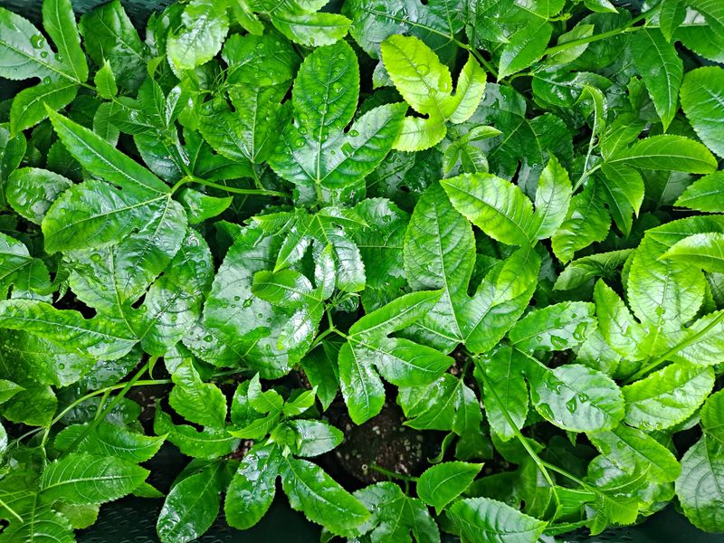 김영일님의 장터 판매 상품 [백향과 묘목] 첨부 사진