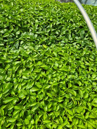 김영진(전남영광)님의 자유주제 · 자유게시판 작성글 사진