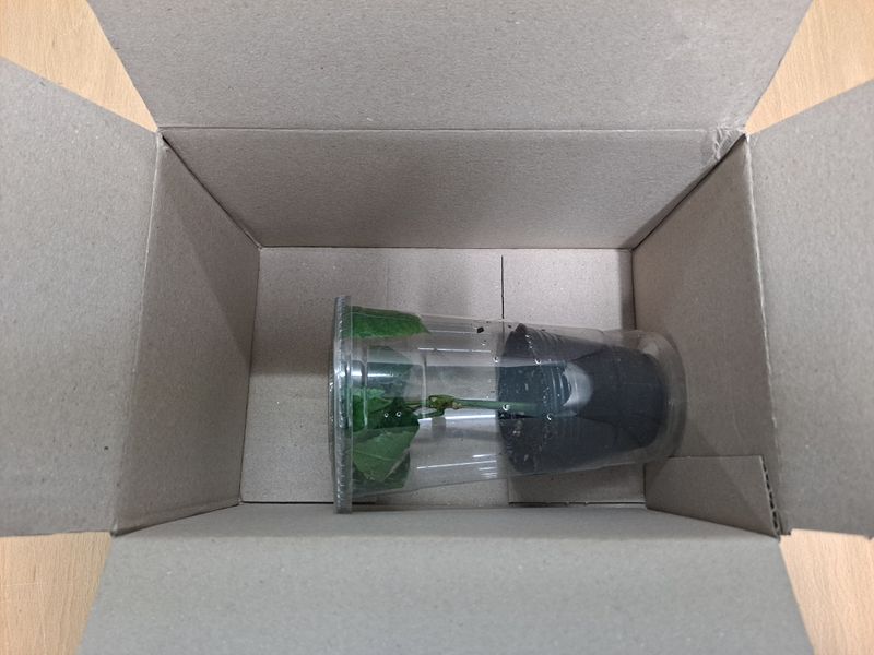 김영일님의 장터 판매 상품 [백향과 묘목] 첨부 사진