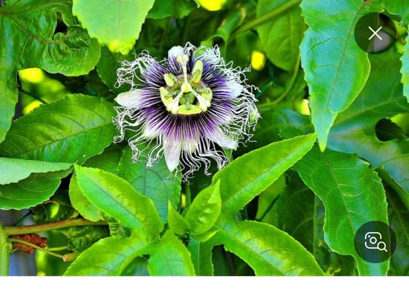 김영일님의 장터 판매 상품 [백향과 묘목] 첨부 사진