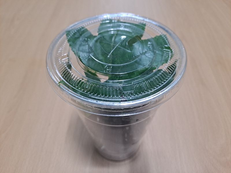 김영일님의 장터 판매 상품 [백향과 묘목] 첨부 사진