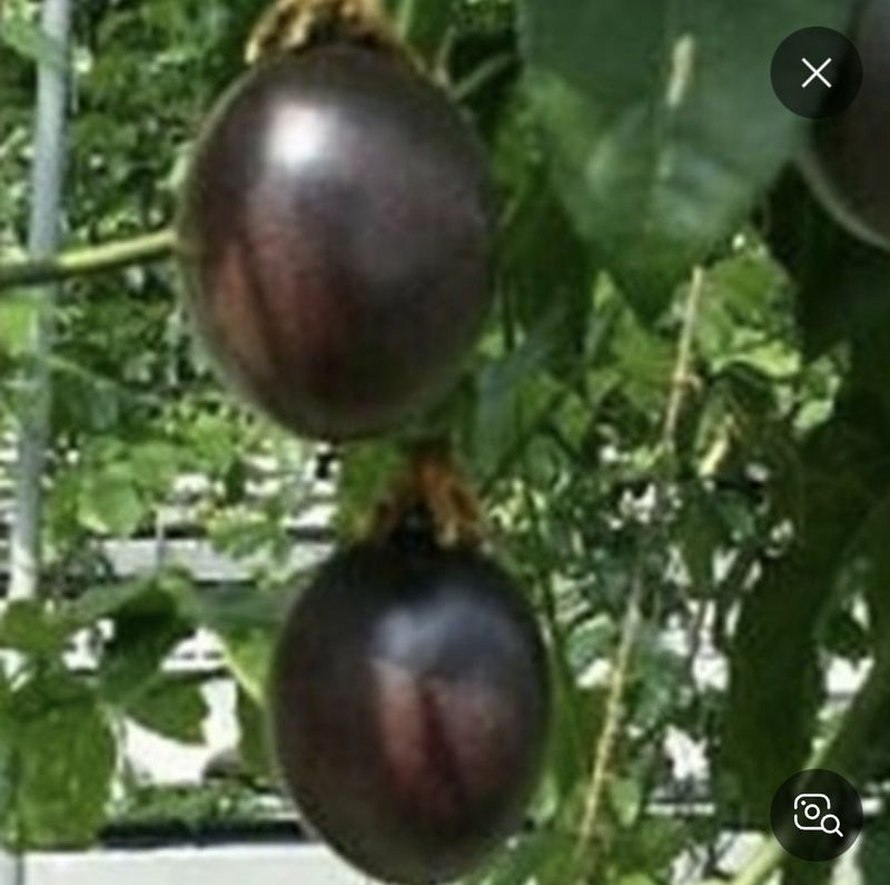 김영일님의 장터 판매 상품 [백향과 묘목] 첨부 사진