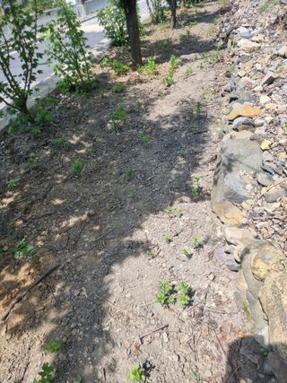 김용대님의 자유주제 · 자유게시판 작성글 사진