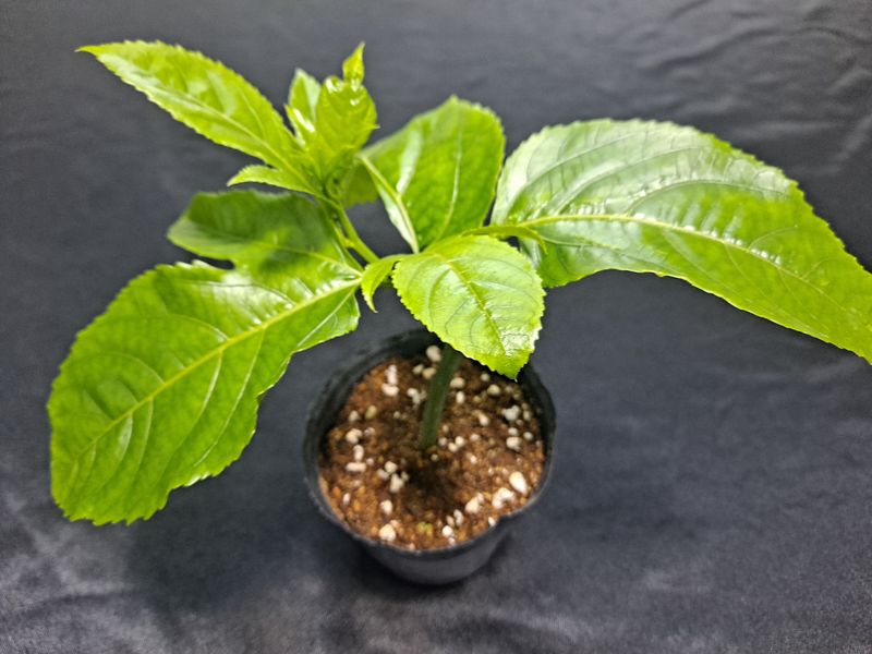 장터 상품 [백향과 묘목] 썸네일