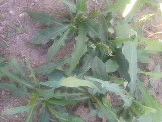 무료지식나눔 팜닥터님의 자유주제 · 자유게시판 작성글 사진