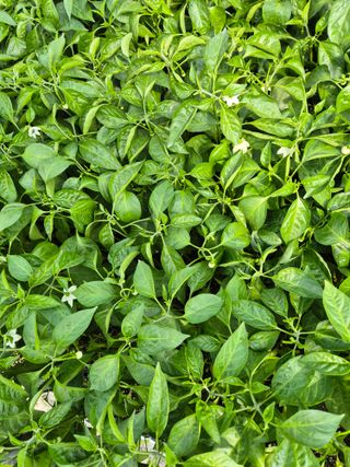 김영진(전남영광)님의 자유주제 · 자유게시판 작성글 사진