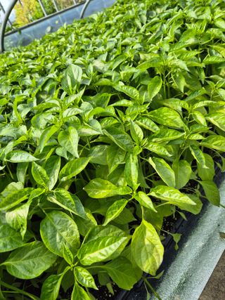 김영진(전남영광)님의 자유주제 · 자유게시판 작성글 사진