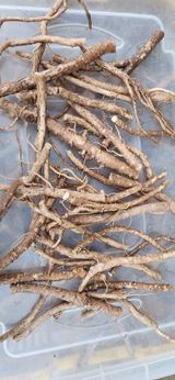 팜모닝 활착 노하우 알려주세요!·참여글 게시글 이미지