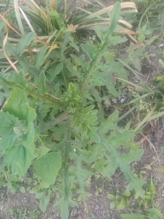 무료지식나눔 팜닥터님의 자유주제 · 자유게시판 작성글 사진