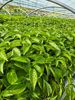 김영진(전남영광)님의 자유주제 · 자유게시판 작성글 사진