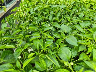 김영진(전남영광)님의 자유주제 · 자유게시판 작성글 사진